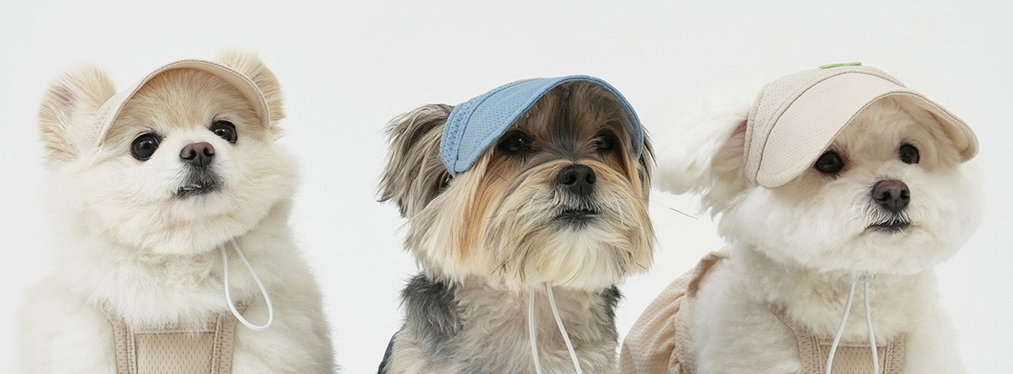 Dog hats models